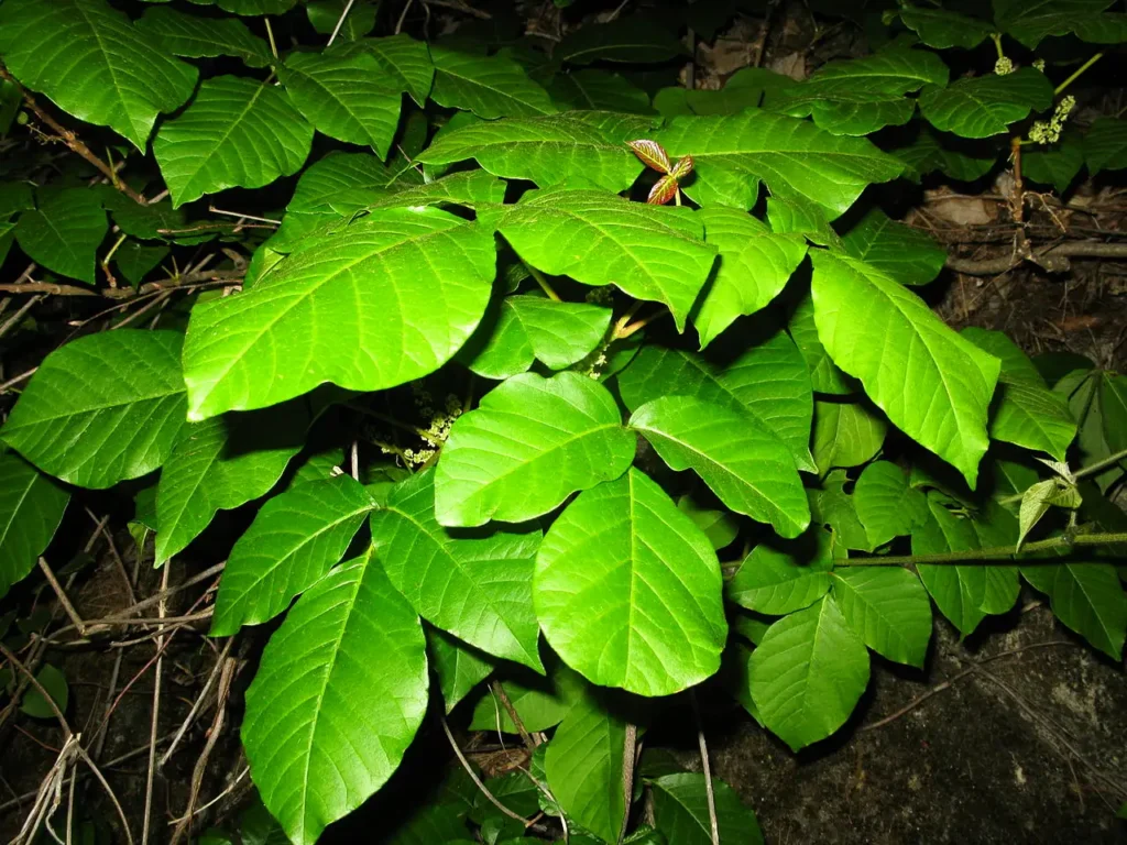 Oriental Poison Ivy