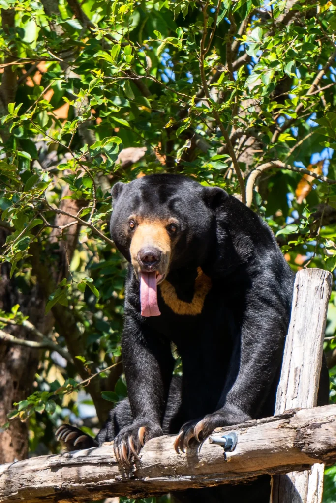 asian black bear