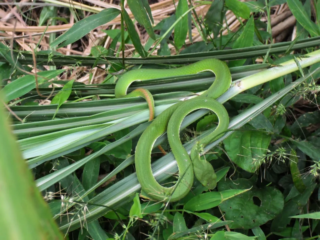 Bamboo pit viper