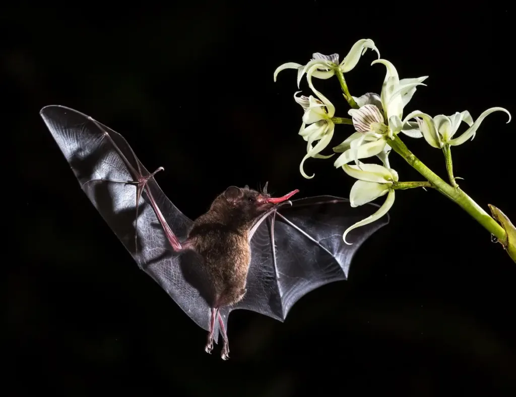 Bat drinking from a flower