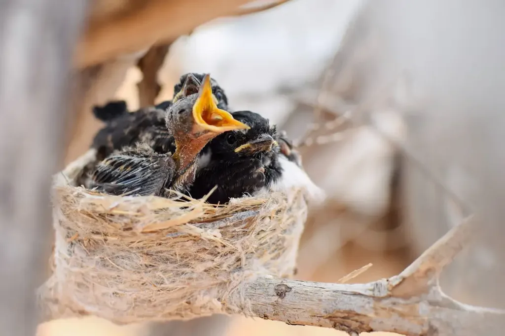 Bird nests are easy to spot by looking for accumulations of bird droppings.