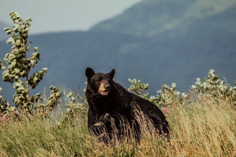 Bear safety tips for hikers