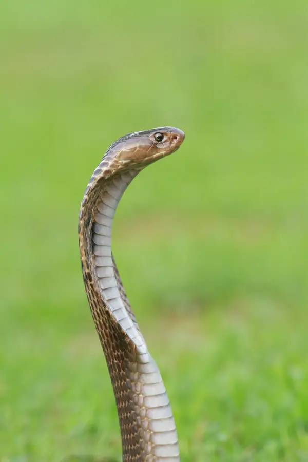 Startled cobra