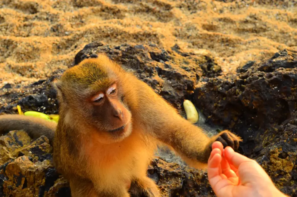 monkey taking food