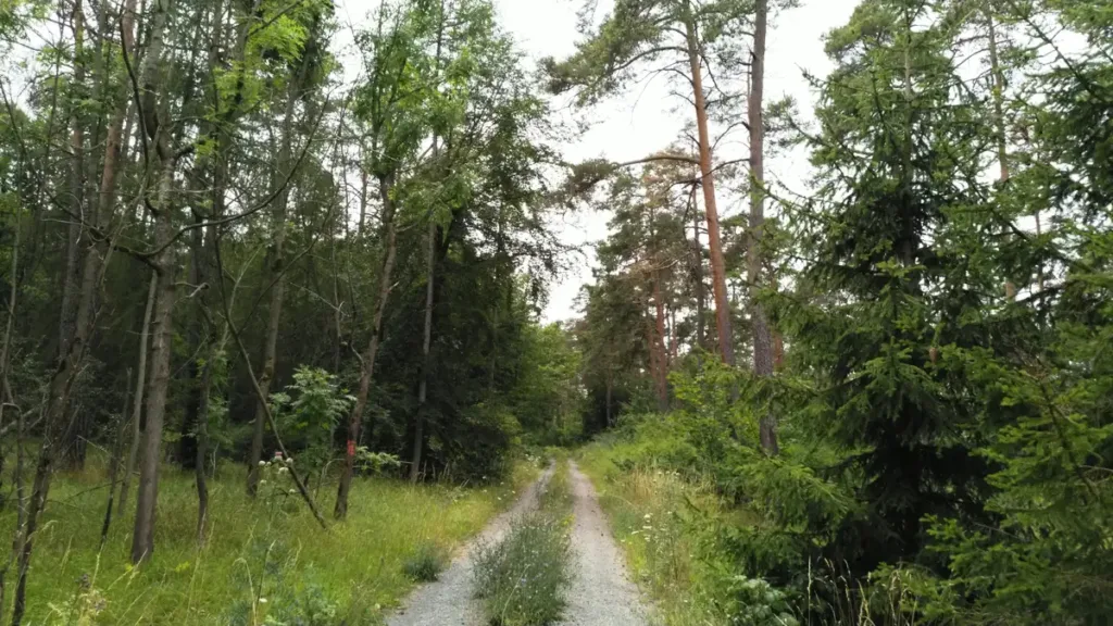 forest gravel road and tall trees