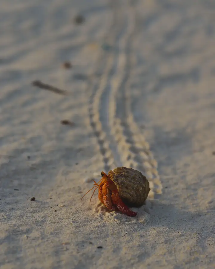 Hermit crab leaving tracks in the sand