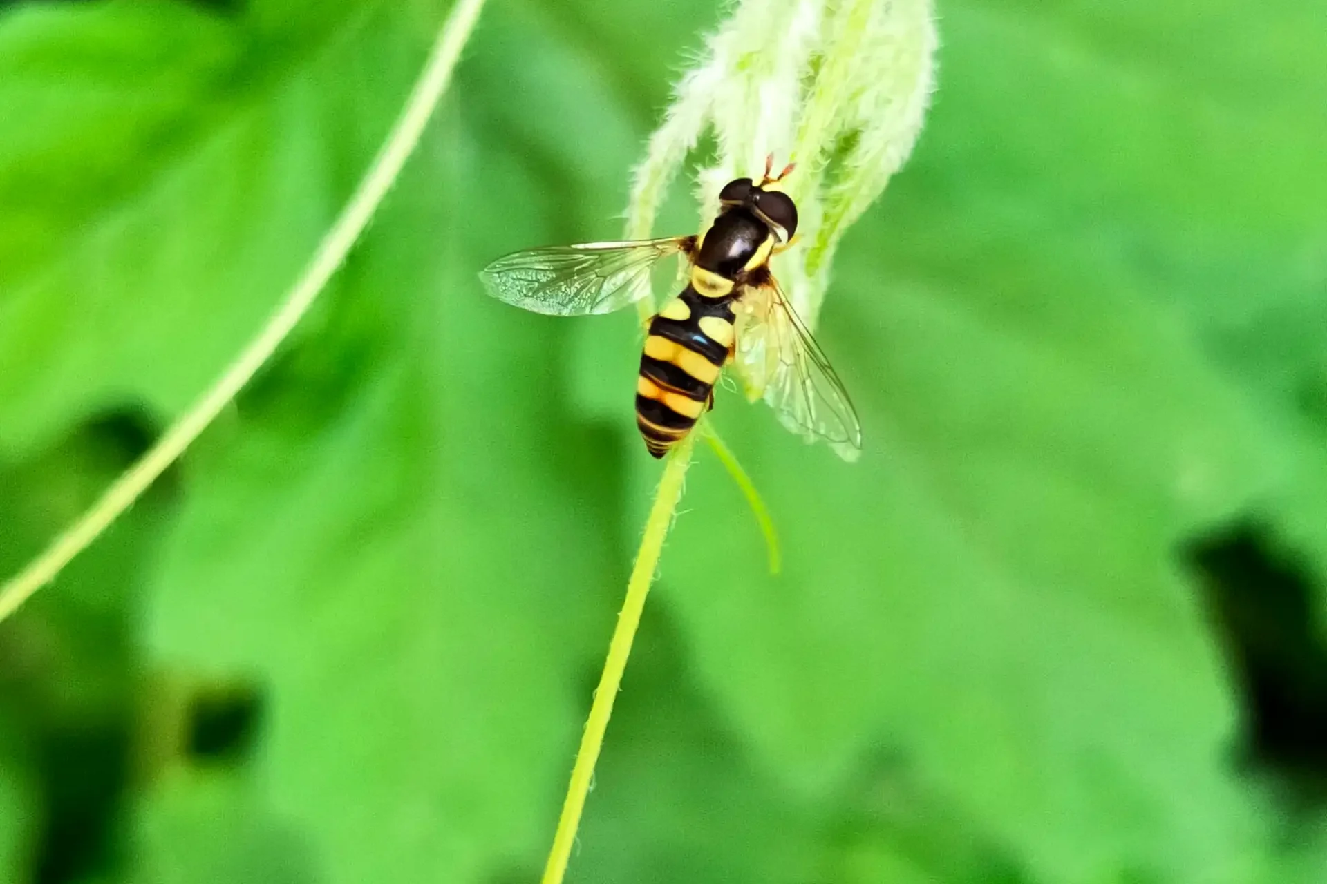 hoverfly edited