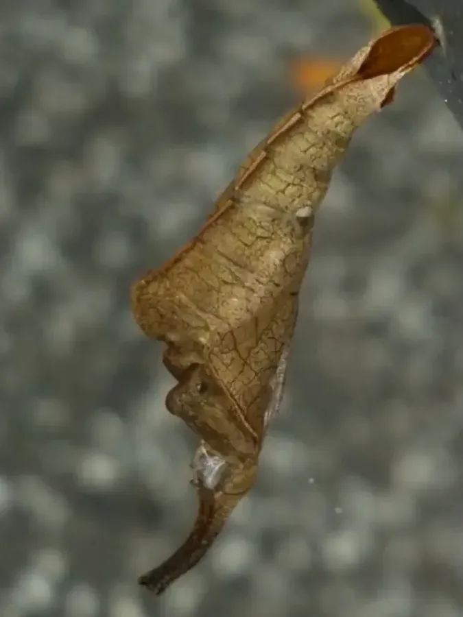 leaf shaped chrysalis