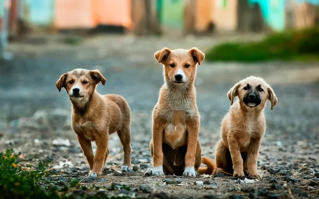 stray puppies