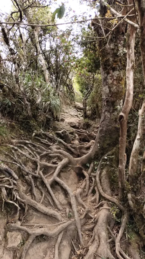 Rooty trail in Taiwan