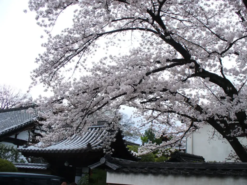 Sakura tree over temple roof