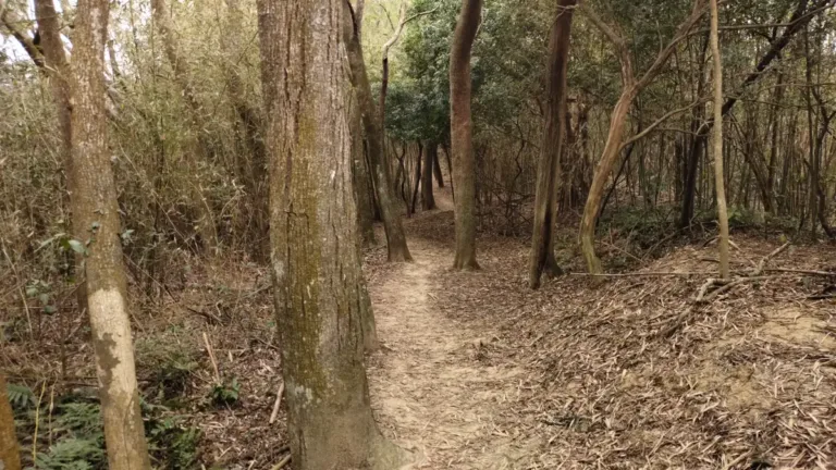 Trail through a warm sandy forest