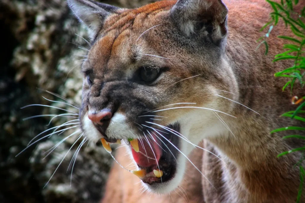 Threatened hissing cougar