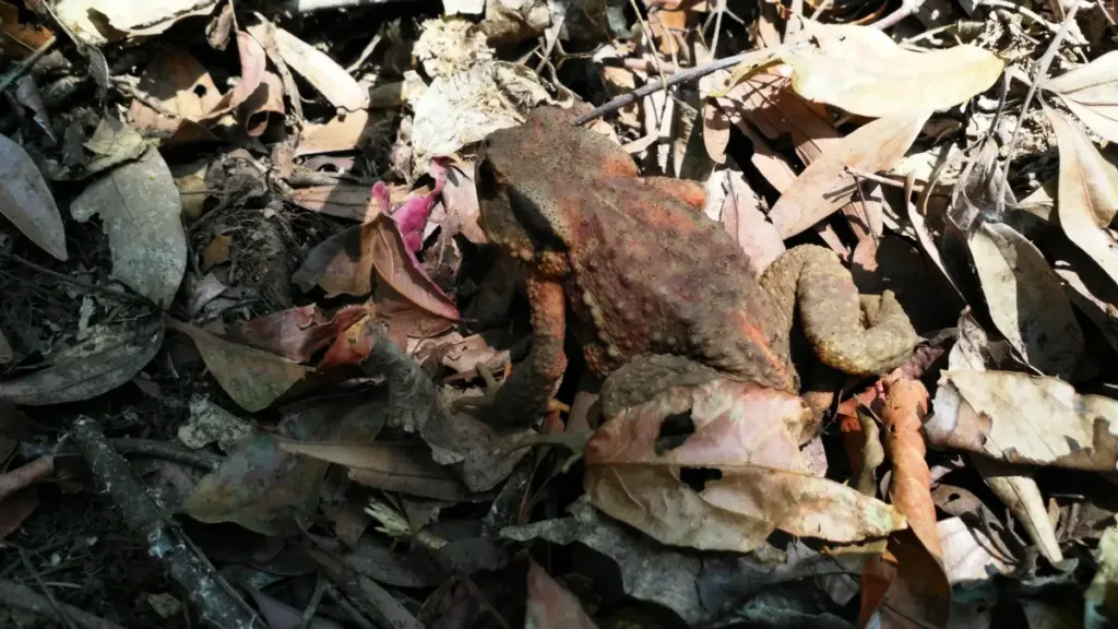 toad hidden in leaves