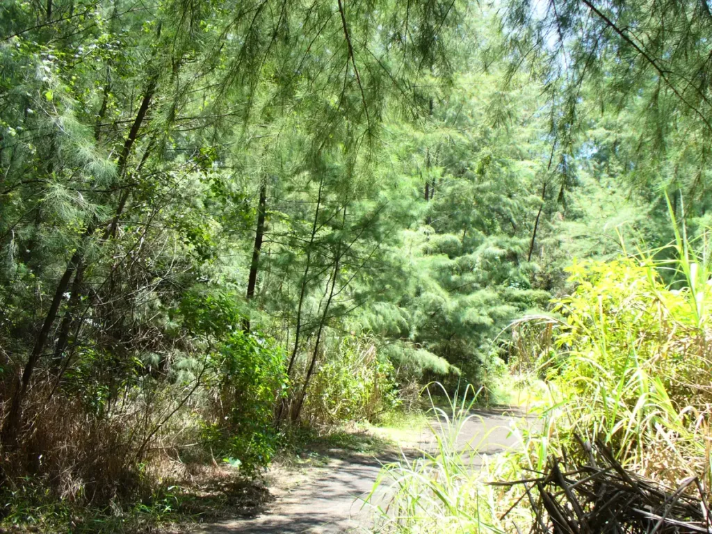 trail through sunny needle forest