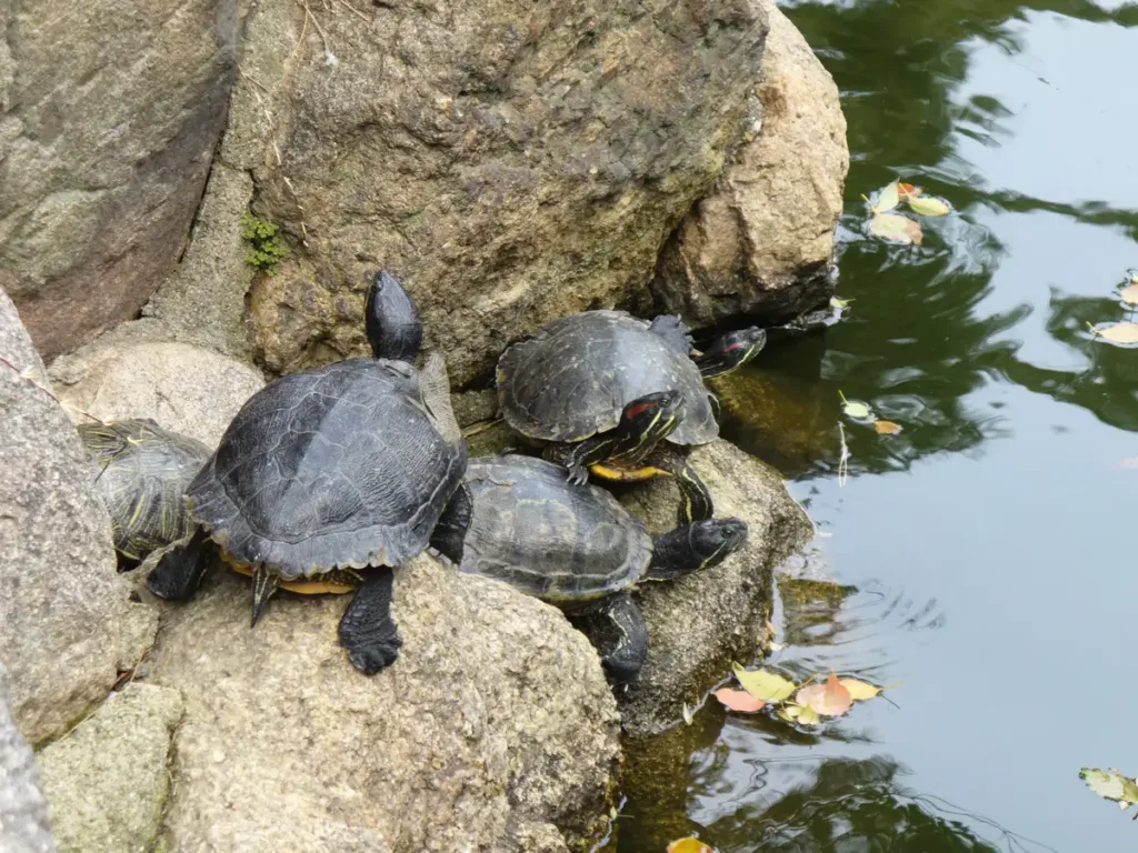 turtles sunning on a rock