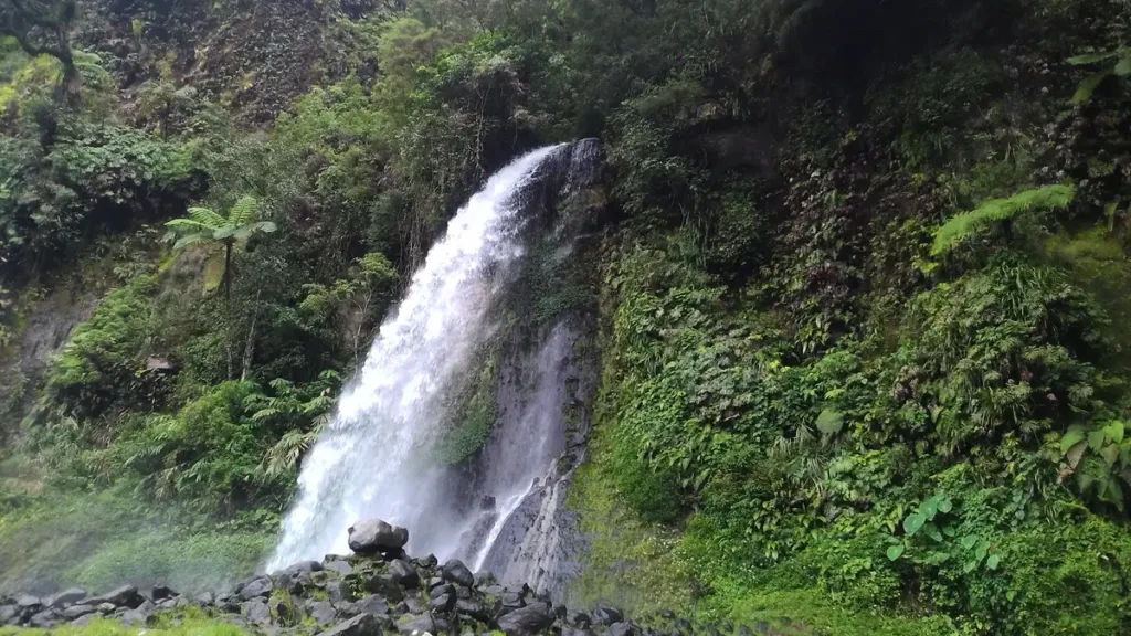 Rain forest waterfall