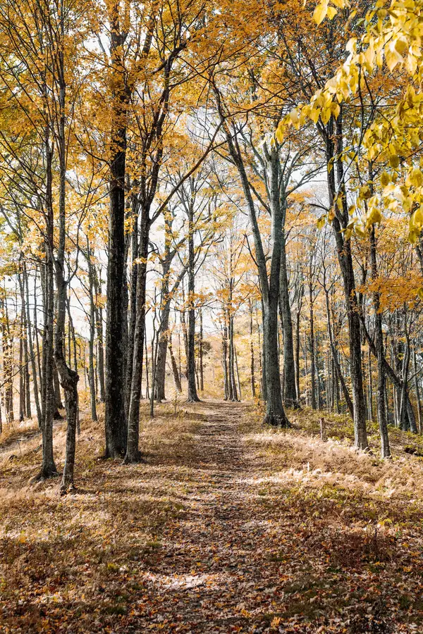 Path through an autumn forest